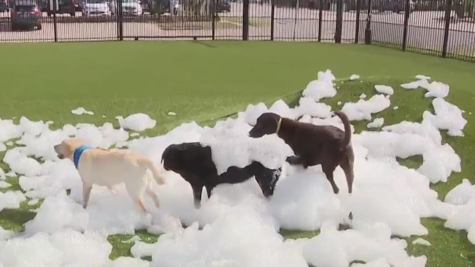 What's 'cool' at Houston Bark Park