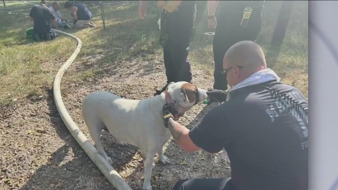 Magnolia firefighters save numerous pets