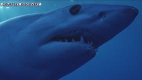 'Shark Week' back again on July 23