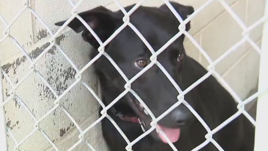 Crooks targeting owners of missing pets