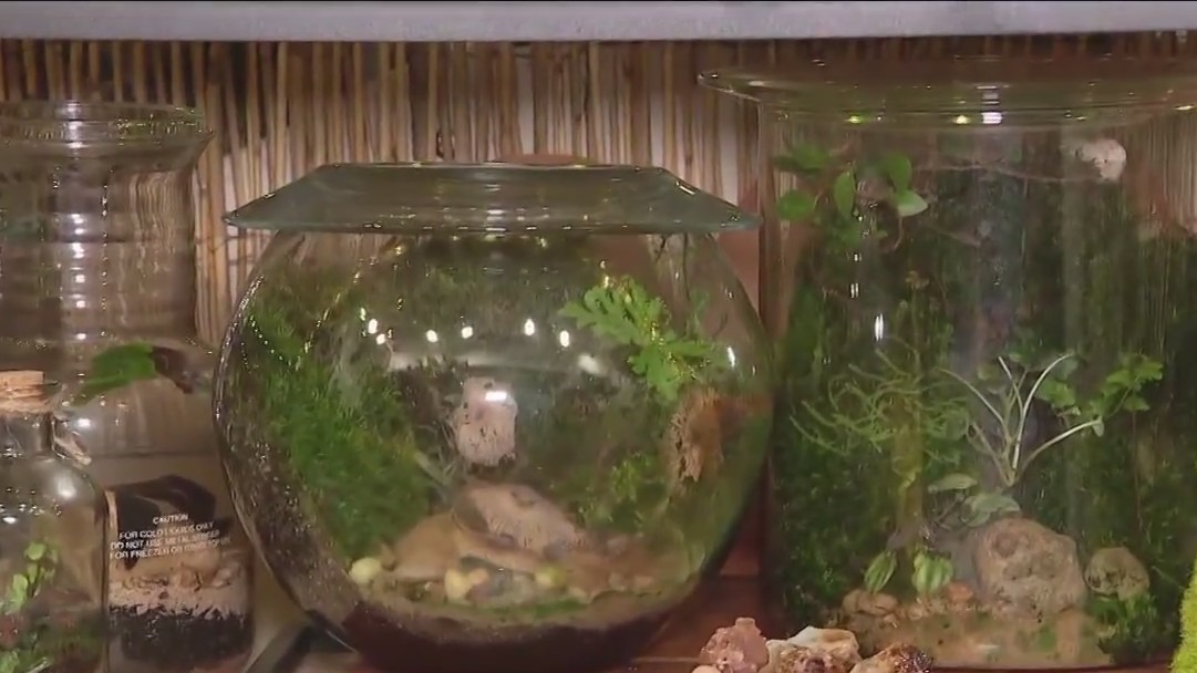 Ms. Moss Potter in Houston