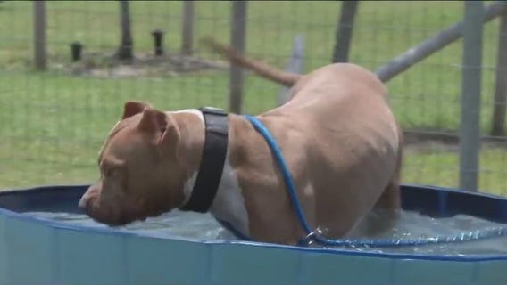 Harris County shelter hosts 'pool pawty'