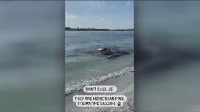 Manatees having sex on Florida coast