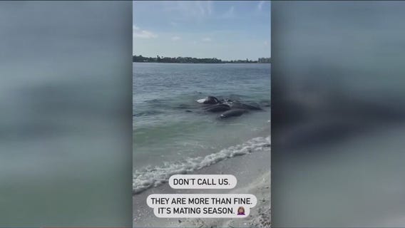 Manatees having sex on Florida coast