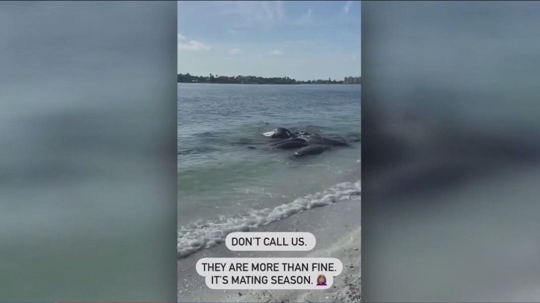 Manatees having sex on Florida coast