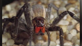 Spider can cause hours-long erection