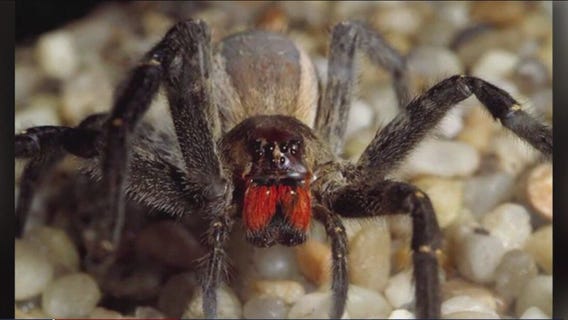 Spider can cause hours-long erection