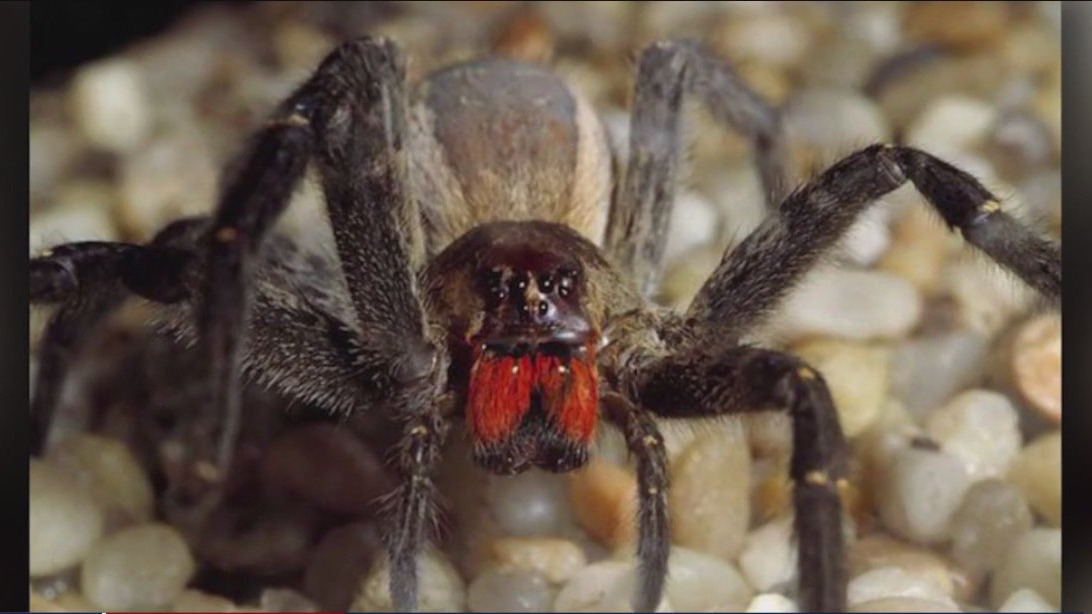 Spider can cause hours-long erection