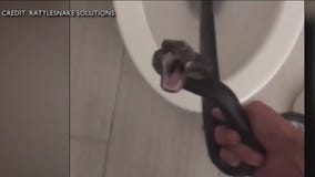 Snake found in woman's toilet
