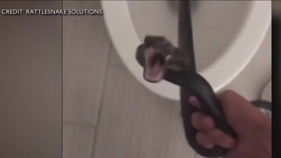 Snake found in woman's toilet