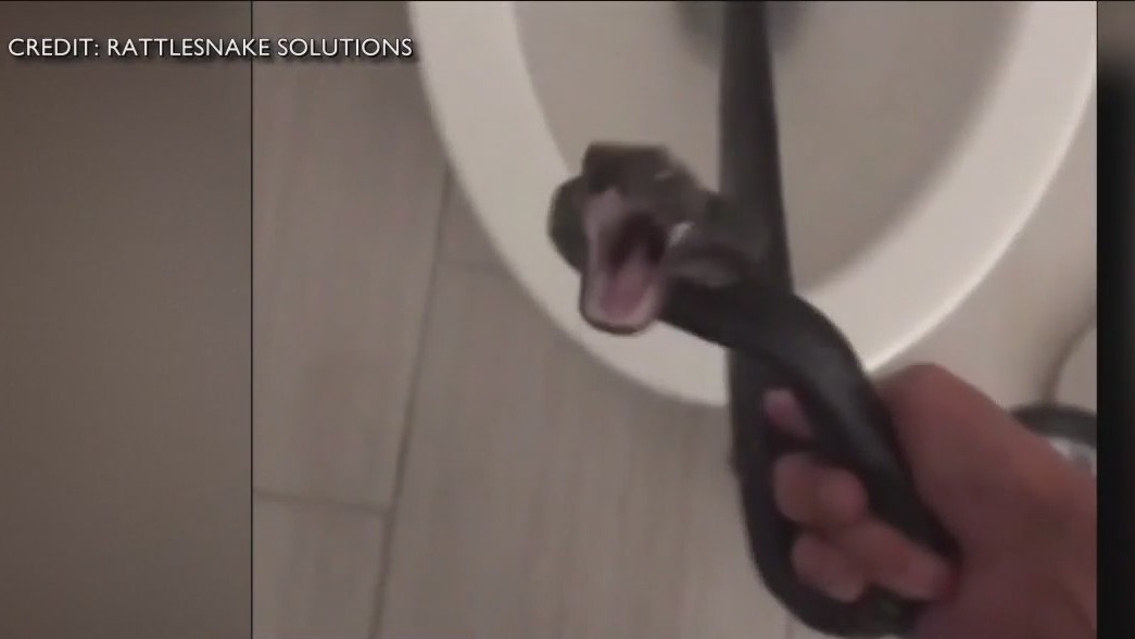 Snake found in woman's toilet