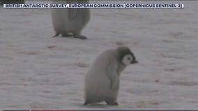 Emperor penguin chicks dying in Antarctica