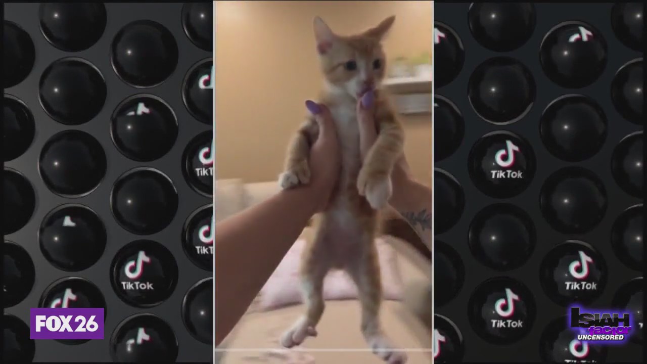 Social Media Monday: 'Spinning cat' Tik Tok trend warning