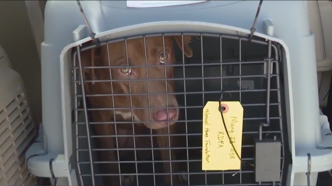 30+ rescue dogs from Texas arrive in Chicago