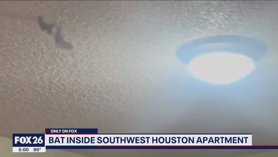 Bat found inside Houston apartment