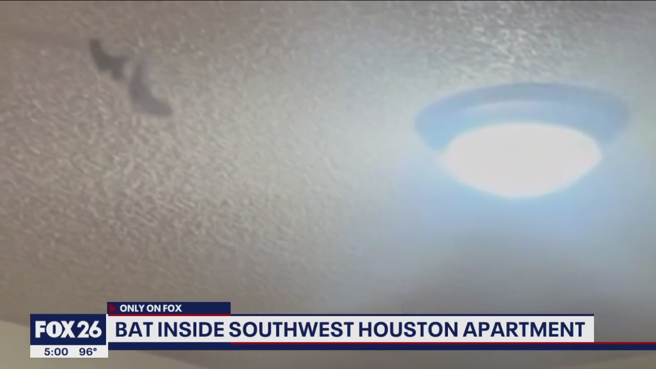 Bat found inside Houston apartment