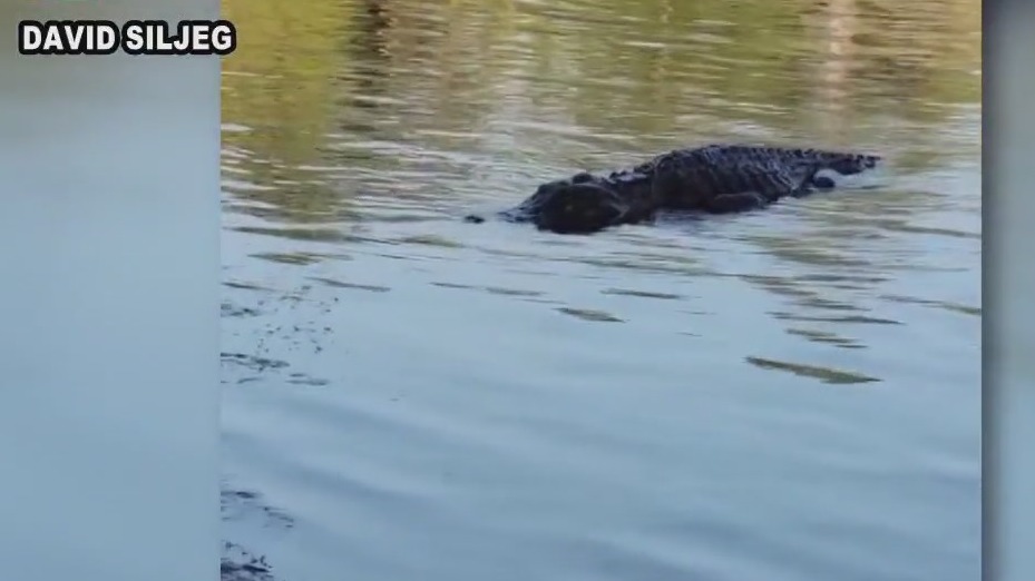 Gator seen swimming near children in Huntsville