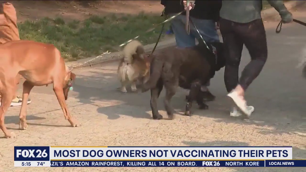 Pet owners rarely vaccinate their dogs