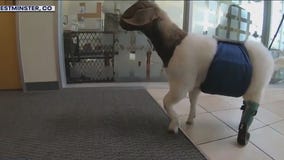 Baby goats get another chance to walk again