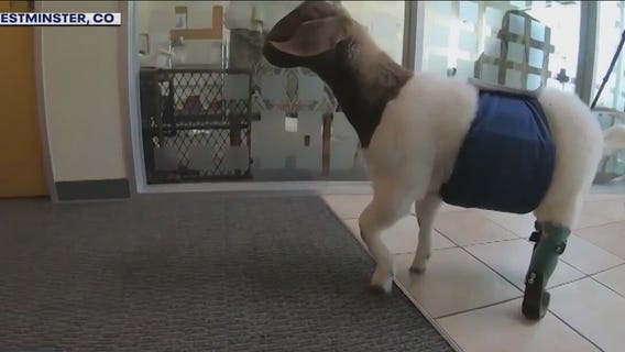 Baby goats get another chance to walk again