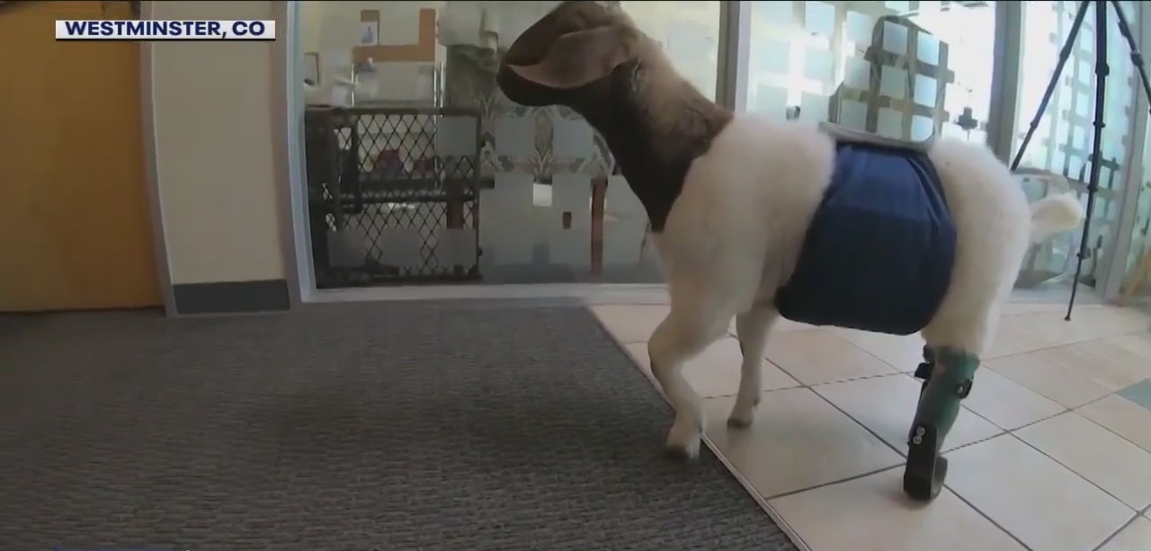 Baby goats get another chance to walk again
