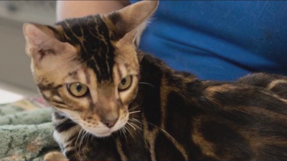 Dozens of exotic cats rescued from Alvin home