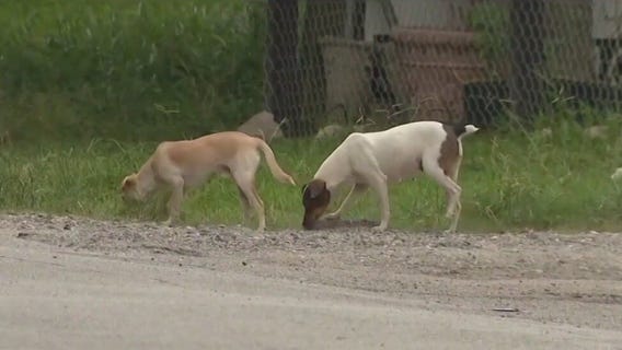 Houston mayoral candidates talk city's over populated animals