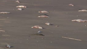 Fish dead on Texas gulf coast caused by red algae