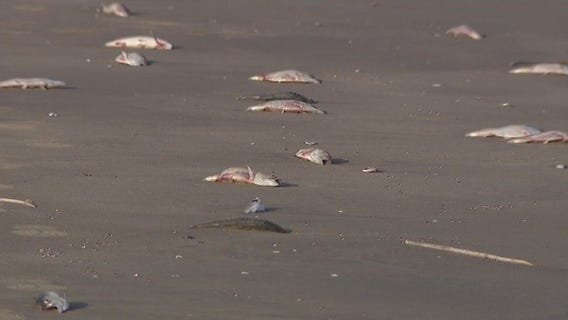 Fish dead on Texas gulf coast caused by red algae
