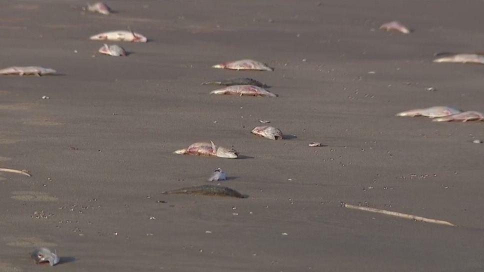 Fish dead on Texas gulf coast caused by red algae