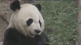 U.S. and China feud over pandas