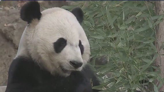 U.S. and China feud over pandas