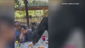 Bear climbs on picnic table and eats tacos