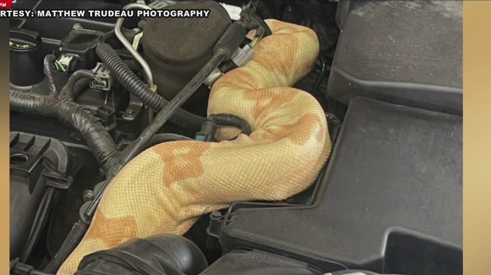 Mechanics find large snake under car's hood