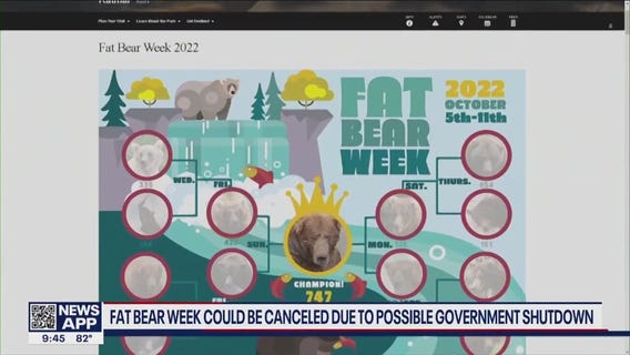 Fat Bear Week could be canceled