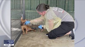22 dogs rescued after owner found dead