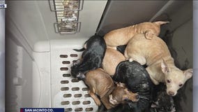 Houston Humane Society releases photos of 47 dogs found