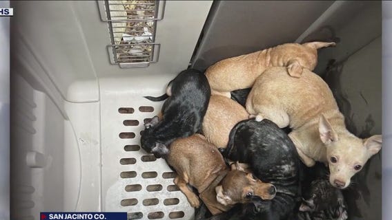 Houston Humane Society releases photos of 47 dogs found