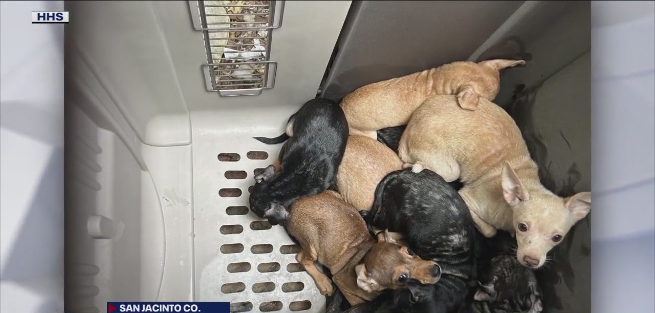 Houston Humane Society releases photos of 47 dogs found
