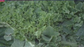 New Study: Genetics may influence vegetarian preferences