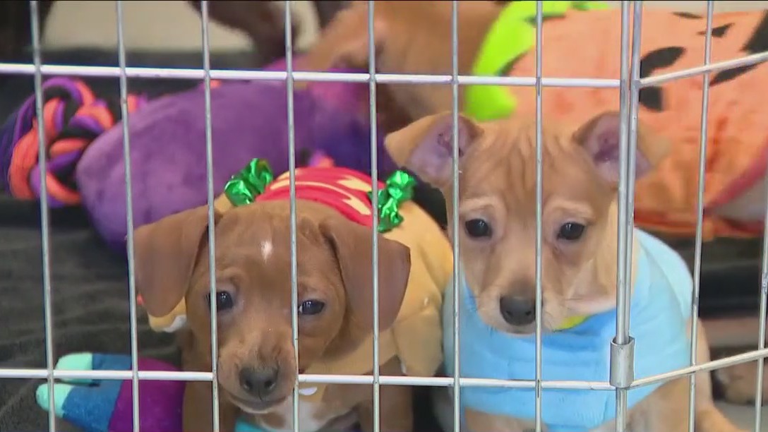 Vote in Halloween pet costume contest