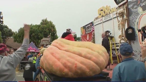 WOW! The World largest Pumpkin weighs what?