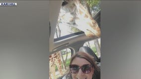 Giraffe crushes car windshield