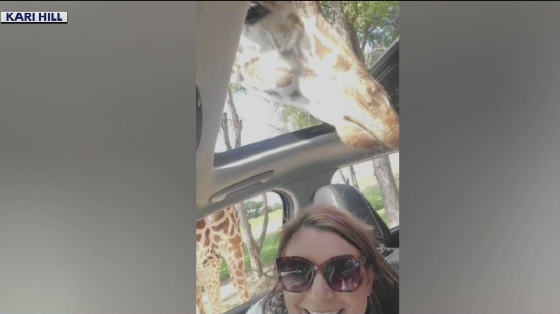 Giraffe crushes car windshield