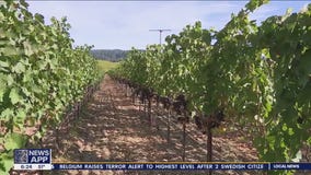 Exceptional wine season beckons for grape growers