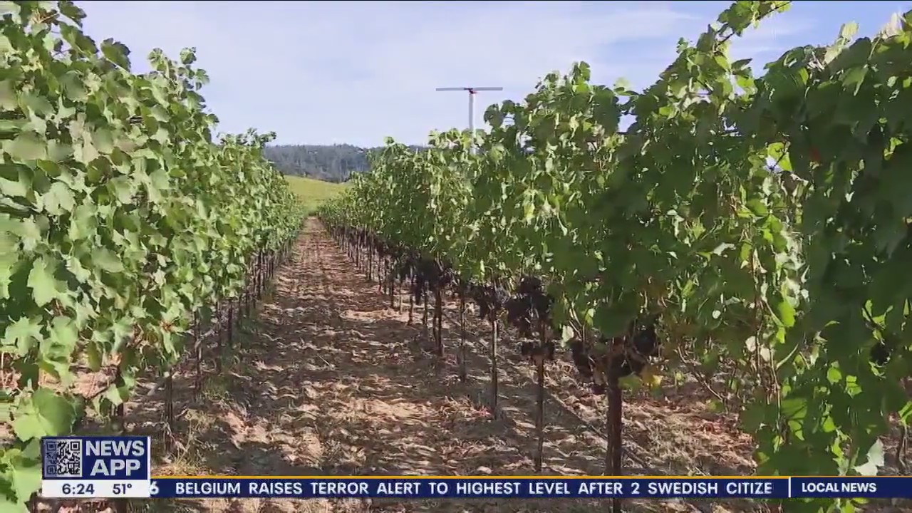 Exceptional wine season beckons for grape growers