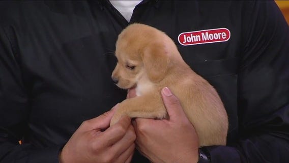 Puppies and Plumbers to benefit Houston Pets Alive
