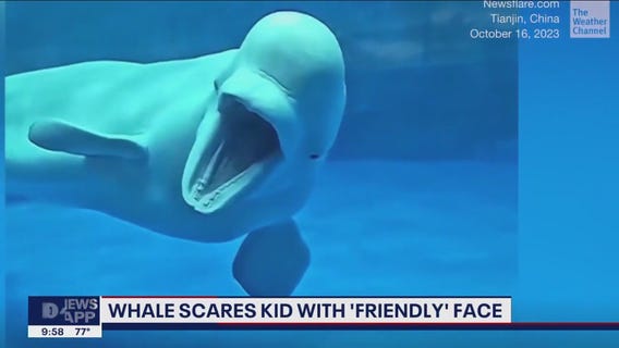 Beluga whale scares kid with 'friendly' face