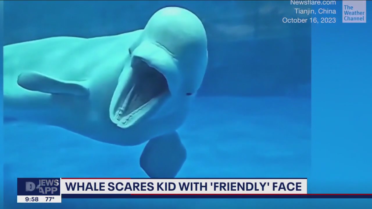 Beluga whale scares kid with 'friendly' face