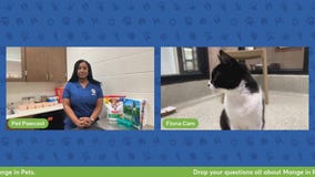 The Pet Pawcast: Mange in pets